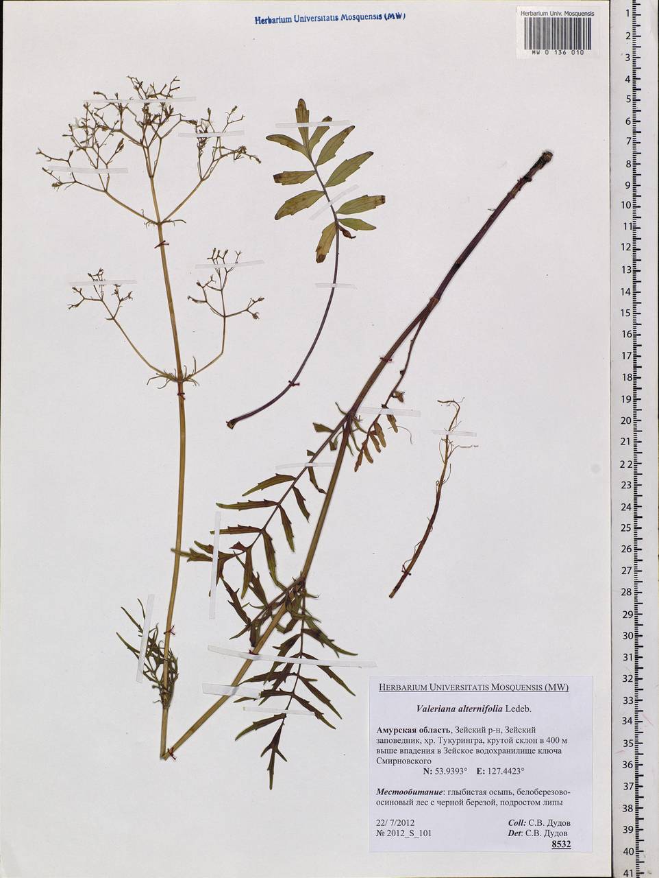 Valeriana officinalis L., Siberia, Russian Far East (S6) (Russia)