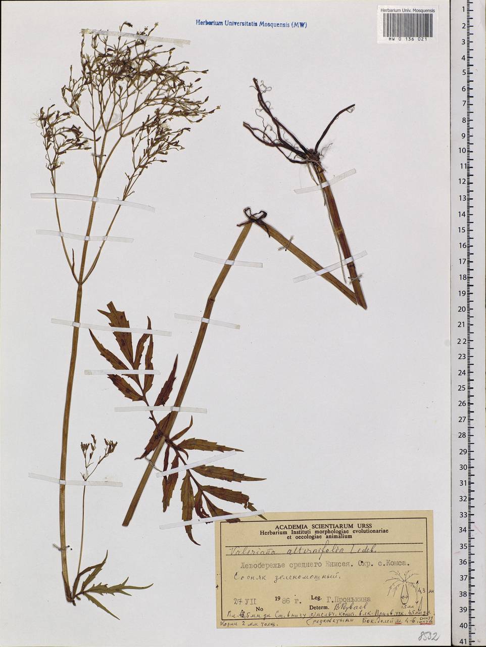 Valeriana officinalis L., Siberia, Central Siberia (S3) (Russia)