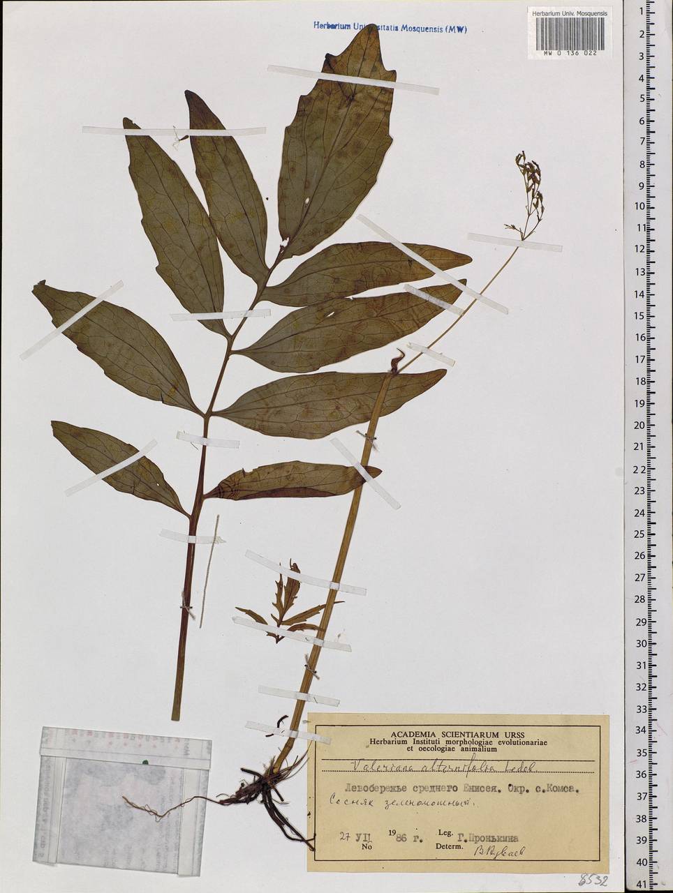 Valeriana alternifolia Ledeb., Siberia, Central Siberia (S3) (Russia)