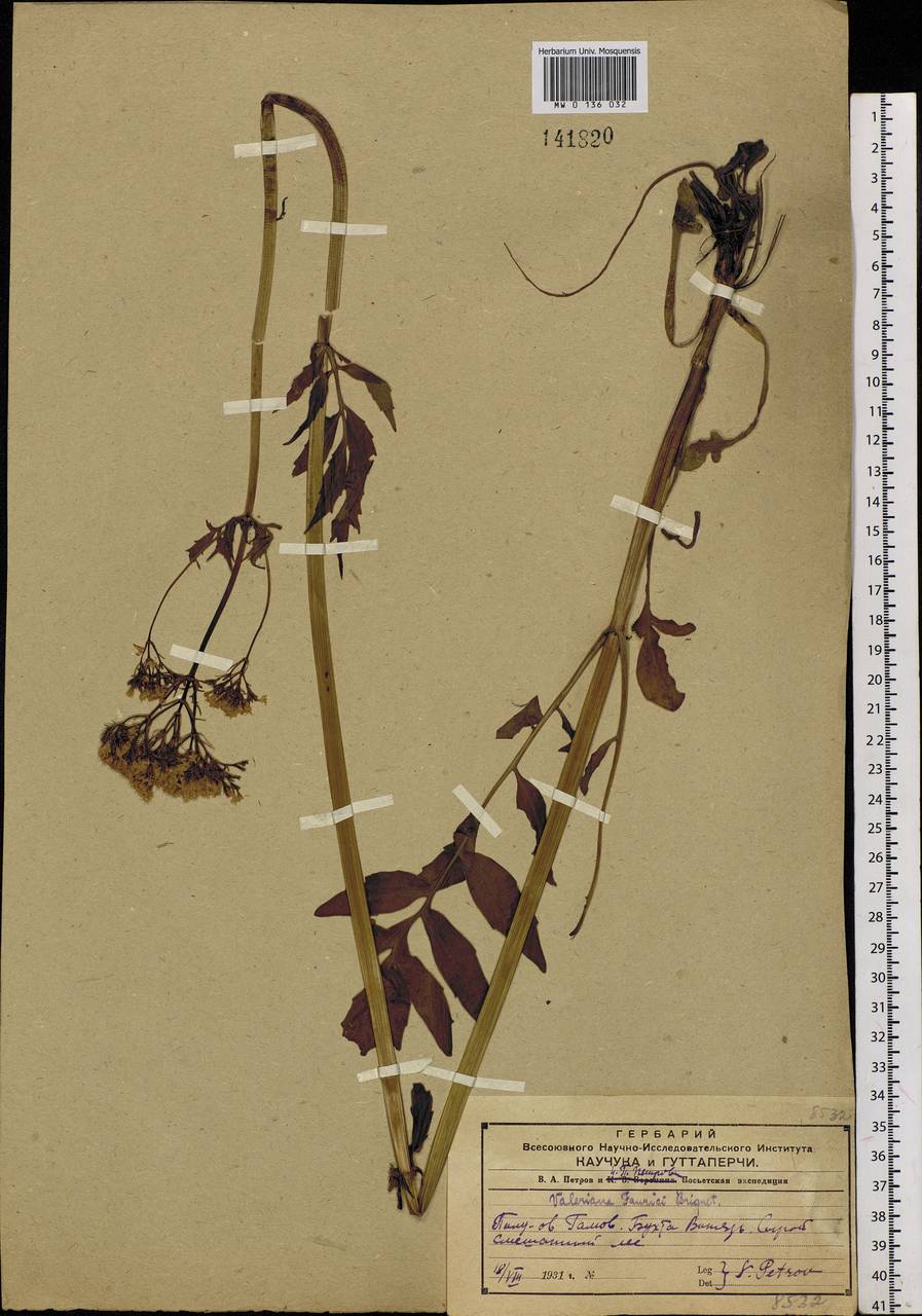 Valeriana, Siberia, Russian Far East (S6) (Russia)