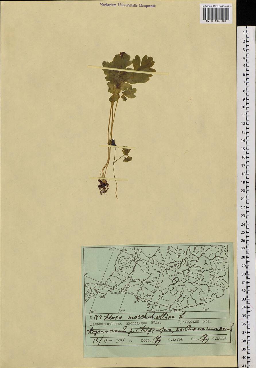 Adoxa moschatellina L., Siberia, Russian Far East (S6) (Russia)