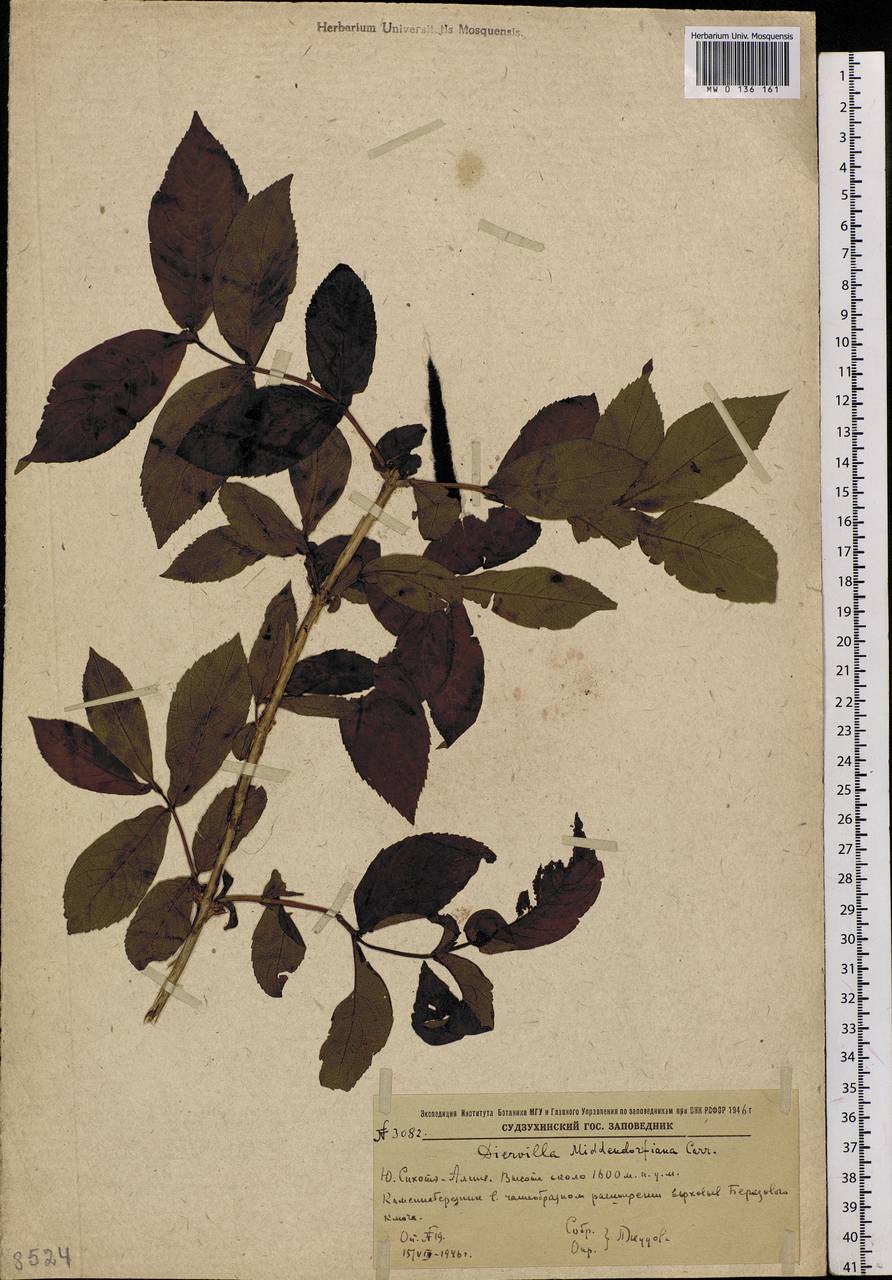 Weigela middendorfiana (Hort. ex Carrière) K. Koch, Siberia, Russian Far East (S6) (Russia)