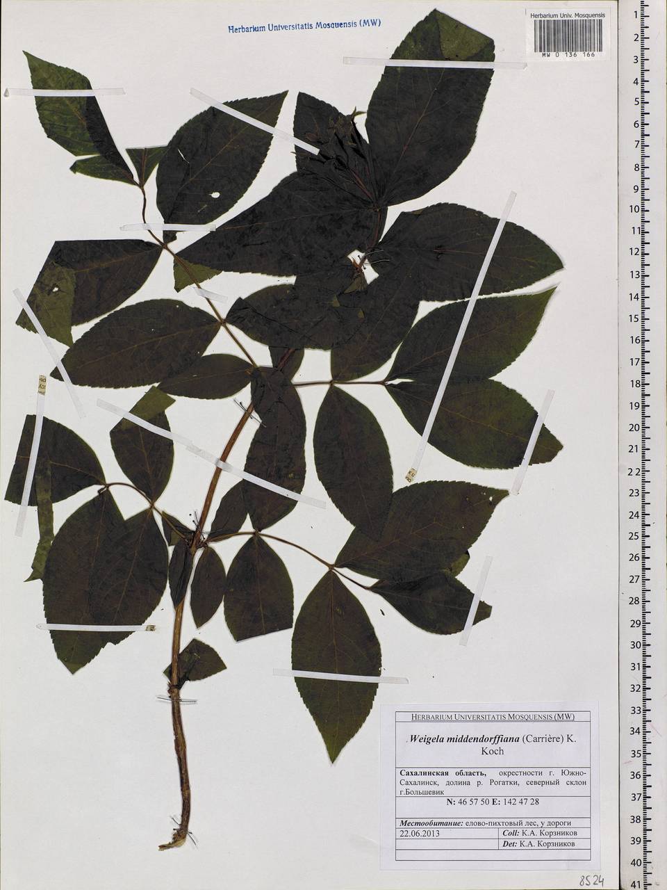 Weigela middendorfiana (Hort. ex Carrière) K. Koch, Siberia, Russian Far East (S6) (Russia)