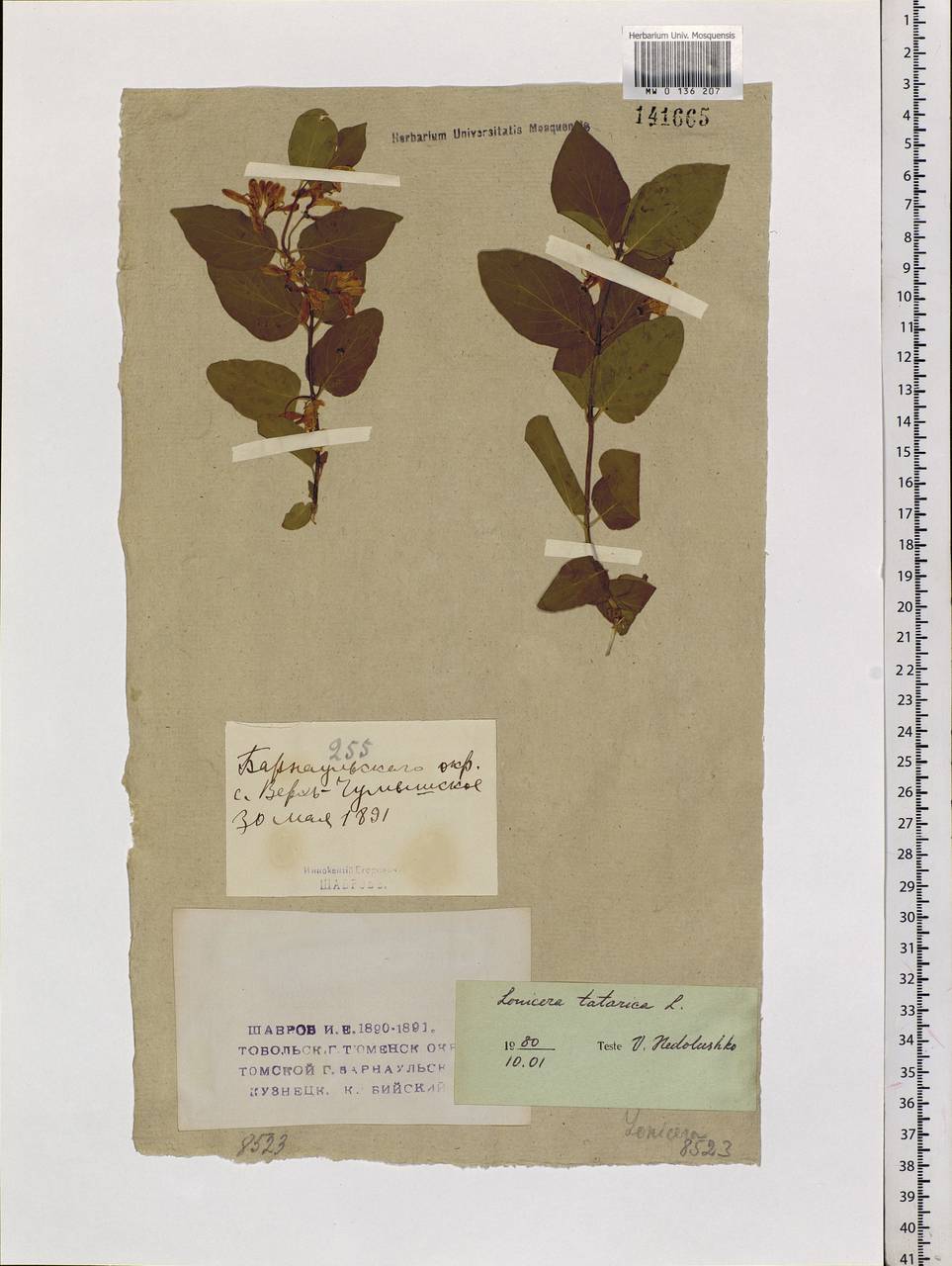 Lonicera tatarica L., Siberia, Altai & Sayany Mountains (S2) (Russia)