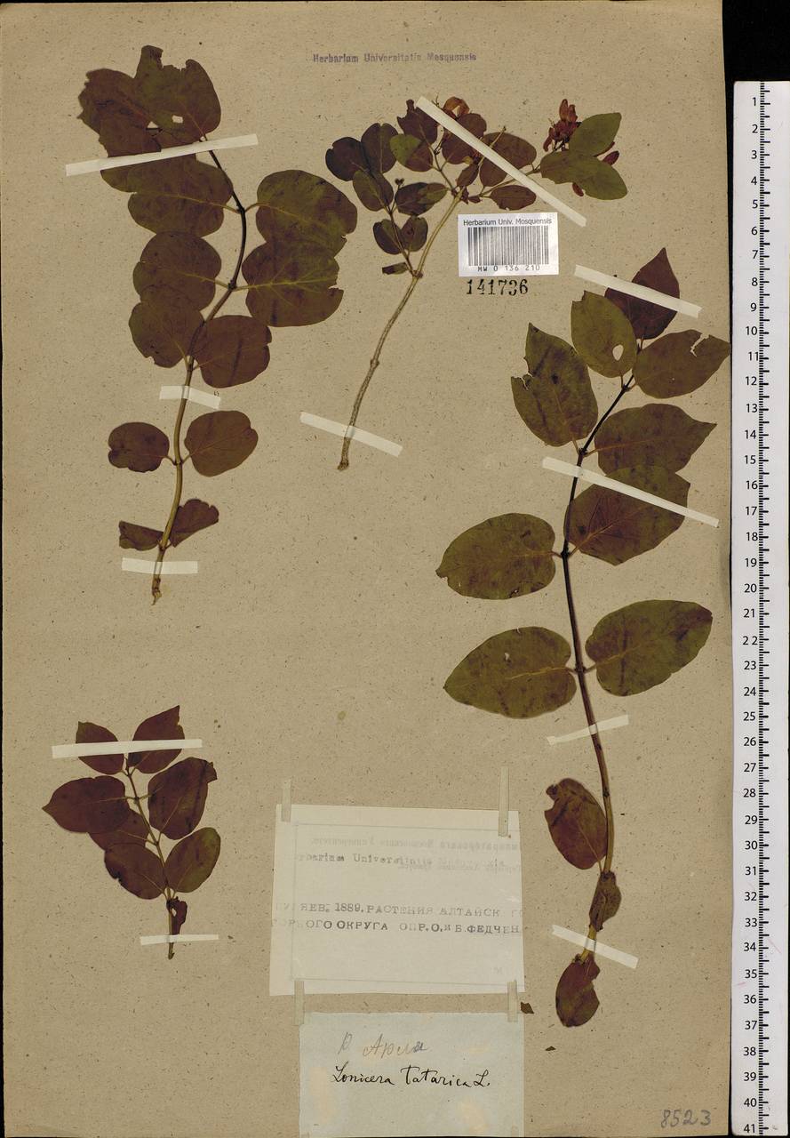 Lonicera tatarica L., Siberia, Altai & Sayany Mountains (S2) (Russia)