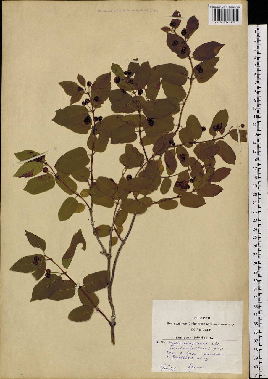 Lonicera tatarica L., Siberia, Western Siberia (S1) (Russia)