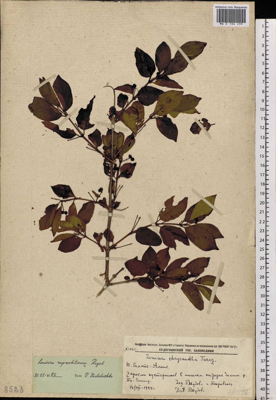 Lonicera ruprechtiana Regel, Siberia, Russian Far East (S6) (Russia)