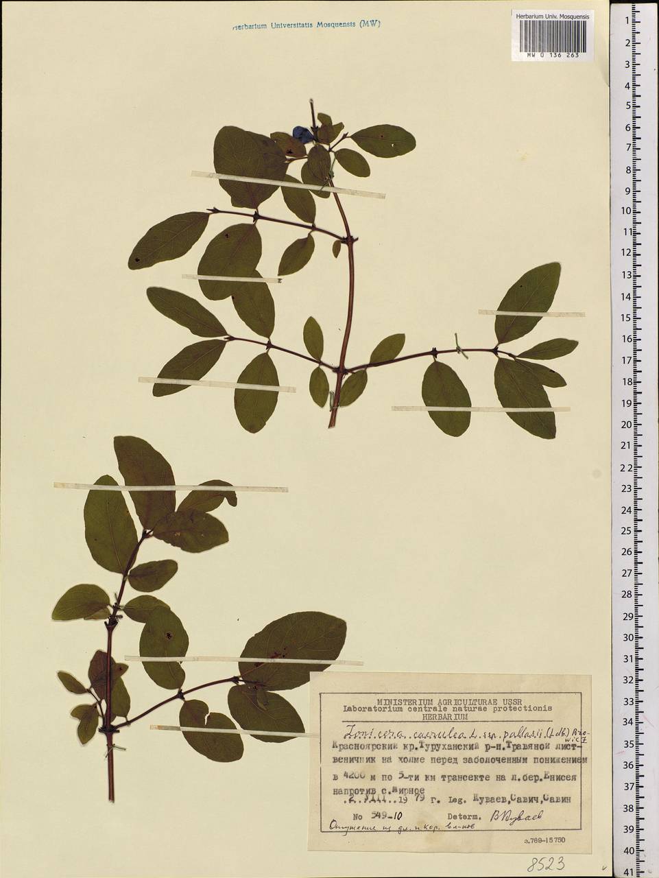 MW0136263, Lonicera pallasii (Жимолость Палласа), specimen Lonicera caerulea subsp. pallasii (Ledeb.) Browicz, Siberia, Central Siberia (S3) (Russia)