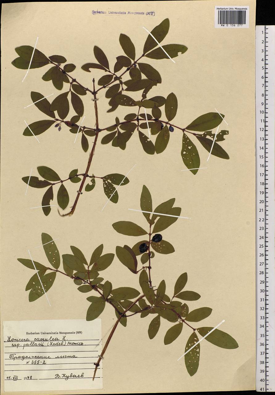 Lonicera caerulea subsp. pallasii (Ledeb.) Browicz, Siberia, Central Siberia (S3) (Russia)