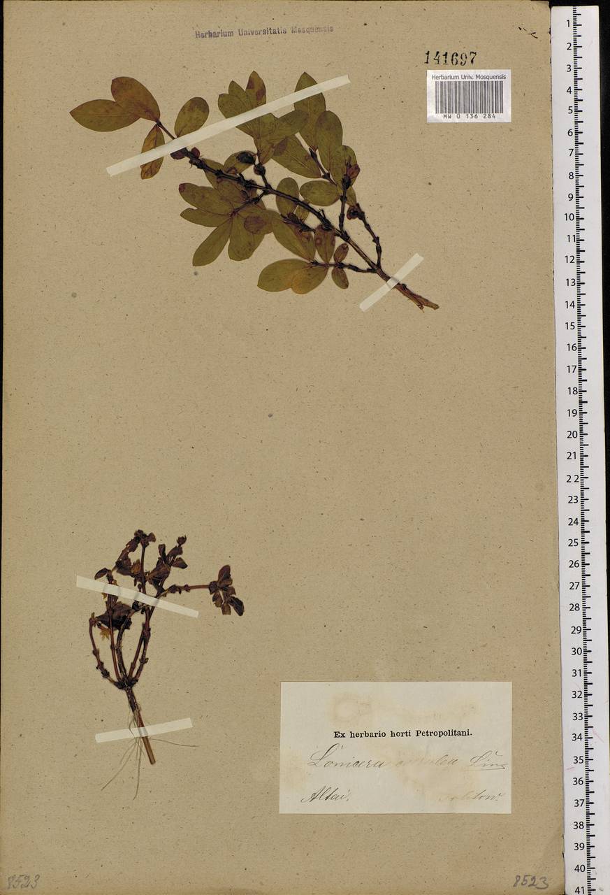 Lonicera caerulea subsp. pallasii (Ledeb.) Browicz, Siberia, Altai & Sayany Mountains (S2) (Russia)
