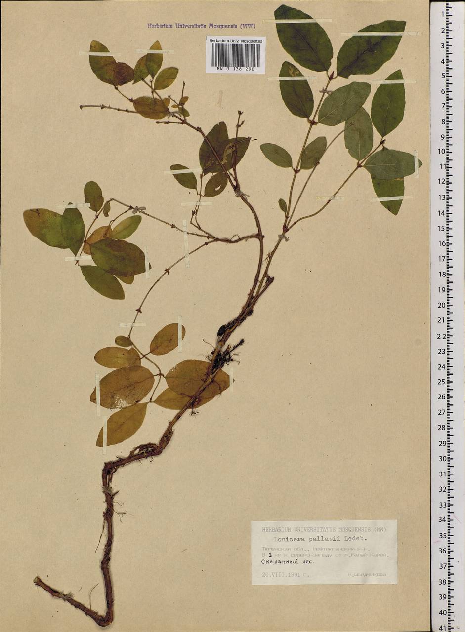 Lonicera caerulea subsp. pallasii (Ledeb.) Browicz, Siberia, Western Siberia (S1) (Russia)