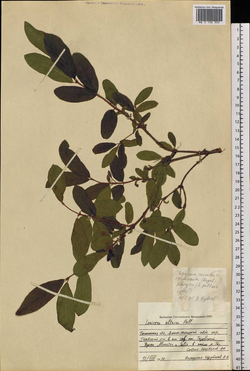 Lonicera caerulea subsp. pallasii (Ledeb.) Browicz, Siberia, Western Siberia (S1) (Russia)