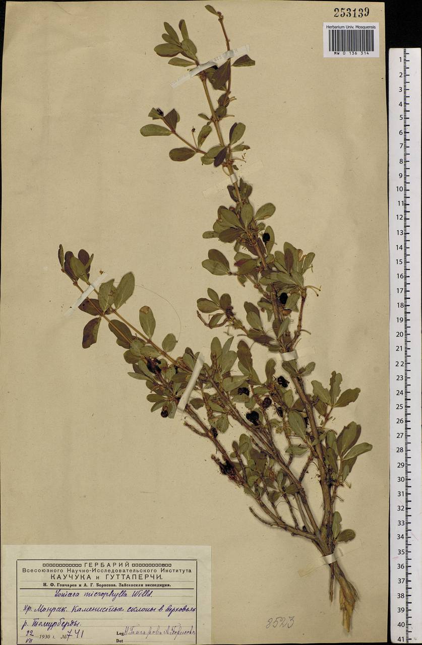 Lonicera microphylla Willd. ex Roem. & Schult., Siberia, Western (Kazakhstan) Altai Mountains (S2a) (Kazakhstan)