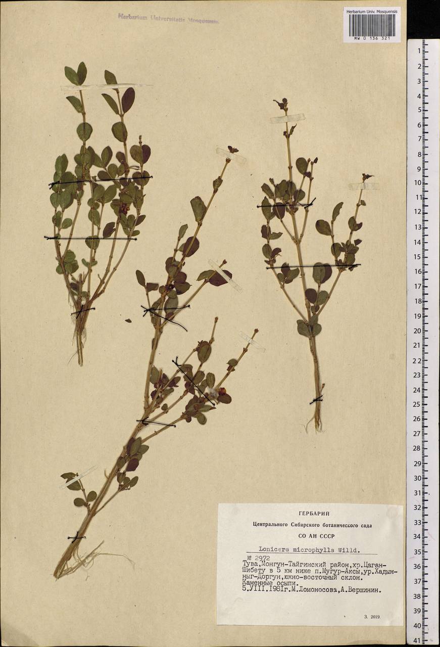 Lonicera microphylla Willd. ex Roem. & Schult., Siberia, Altai & Sayany Mountains (S2) (Russia)