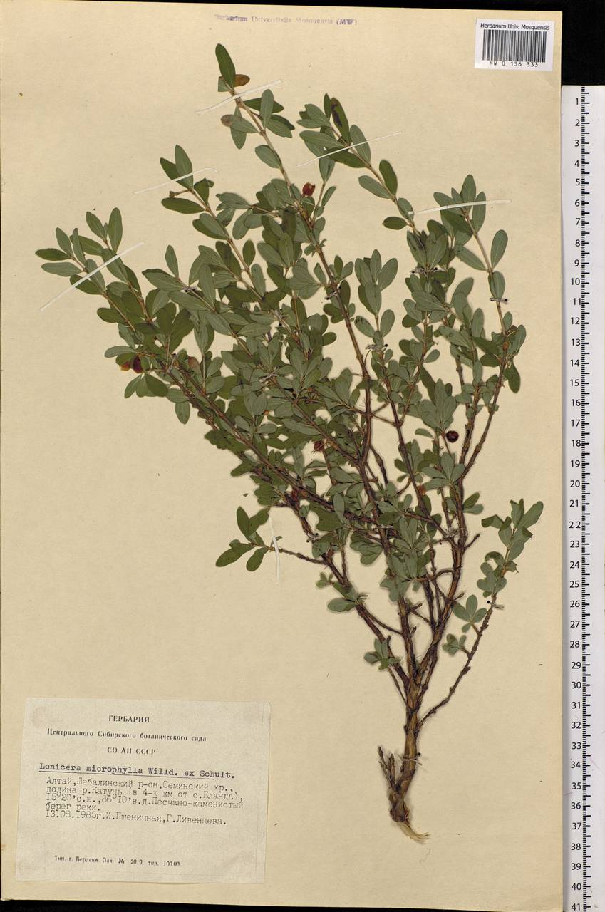 Lonicera microphylla Willd. ex Roem. & Schult., Siberia, Altai & Sayany Mountains (S2) (Russia)