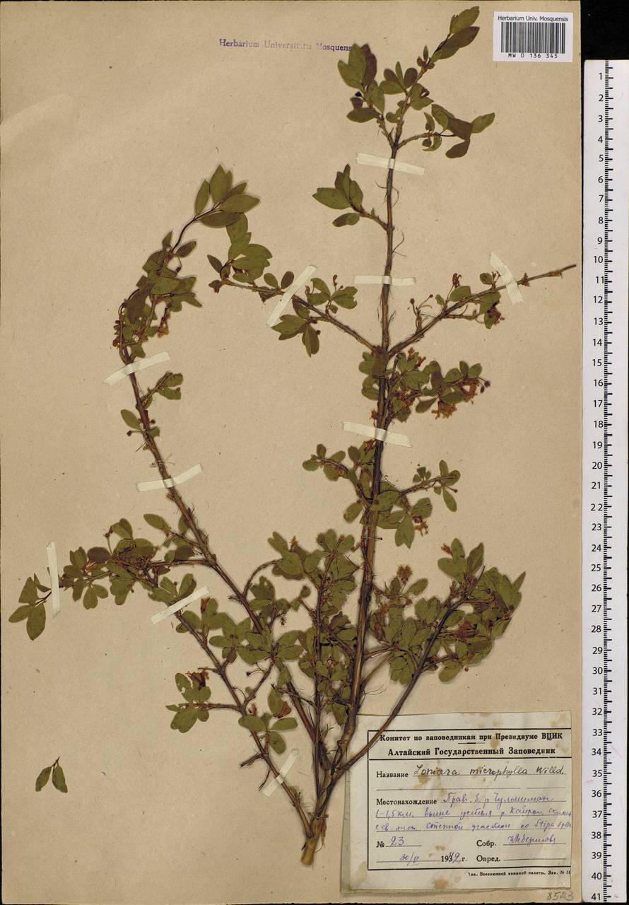 Lonicera microphylla Willd. ex Roem. & Schult., Siberia, Altai & Sayany Mountains (S2) (Russia)