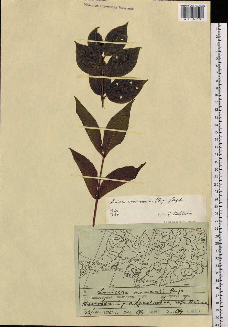 Lonicera maximowiczii (Rupr.) Regel, Siberia, Russian Far East (S6) (Russia)