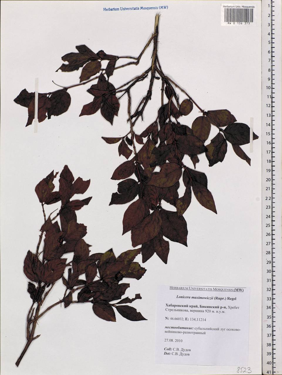 Lonicera maximowiczii, Siberia, Russian Far East (S6) (Russia)