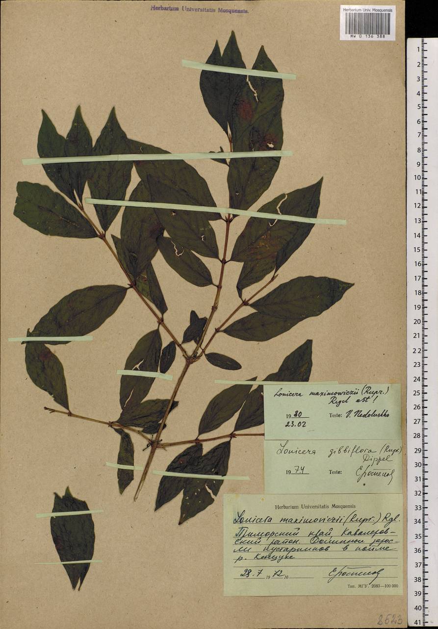 Lonicera maximowiczii, Siberia, Russian Far East (S6) (Russia)