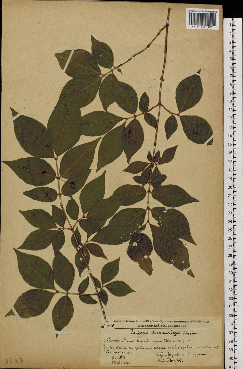 Lonicera maximowiczii, Siberia, Russian Far East (S6) (Russia)