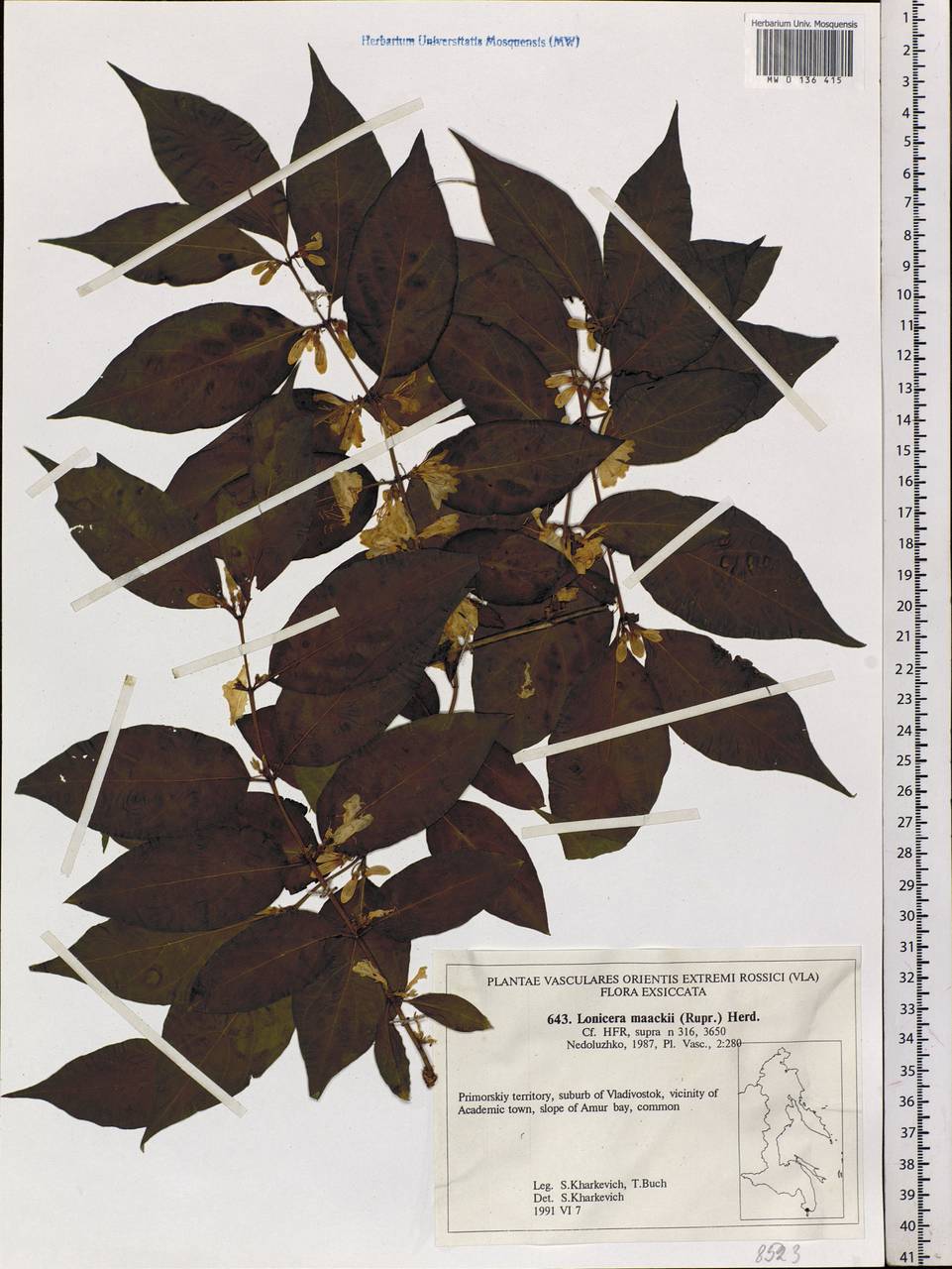 Lonicera maackii (Rupr.) Maxim., Siberia, Russian Far East (S6) (Russia)