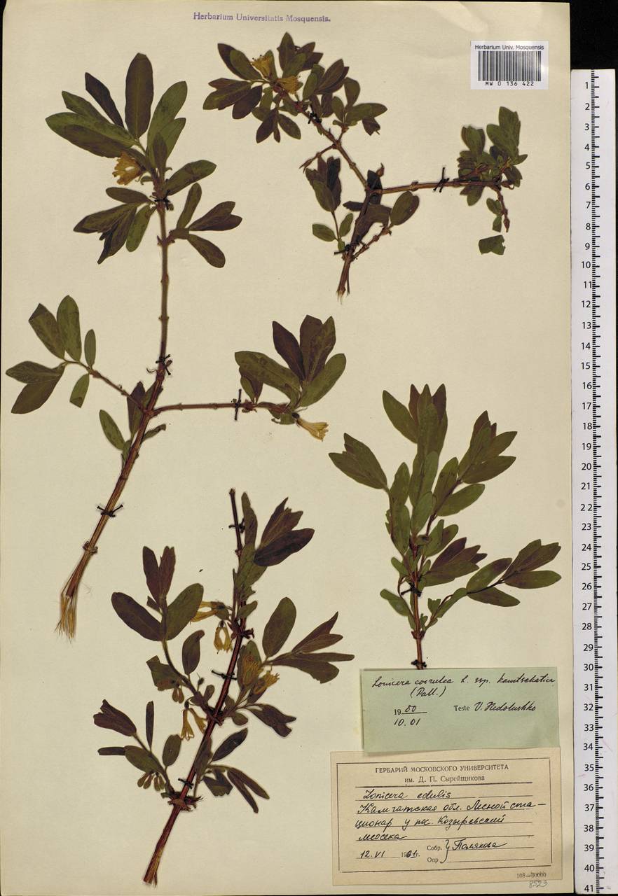 Lonicera caerulea subsp. edulis (Turcz. ex Herder) Hultén, Siberia, Chukotka & Kamchatka (S7) (Russia)