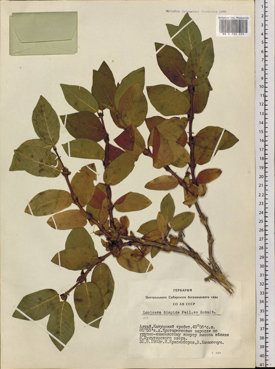 Lonicera hispida Pall. ex Roem. & Schult., Siberia, Altai & Sayany Mountains (S2) (Russia)