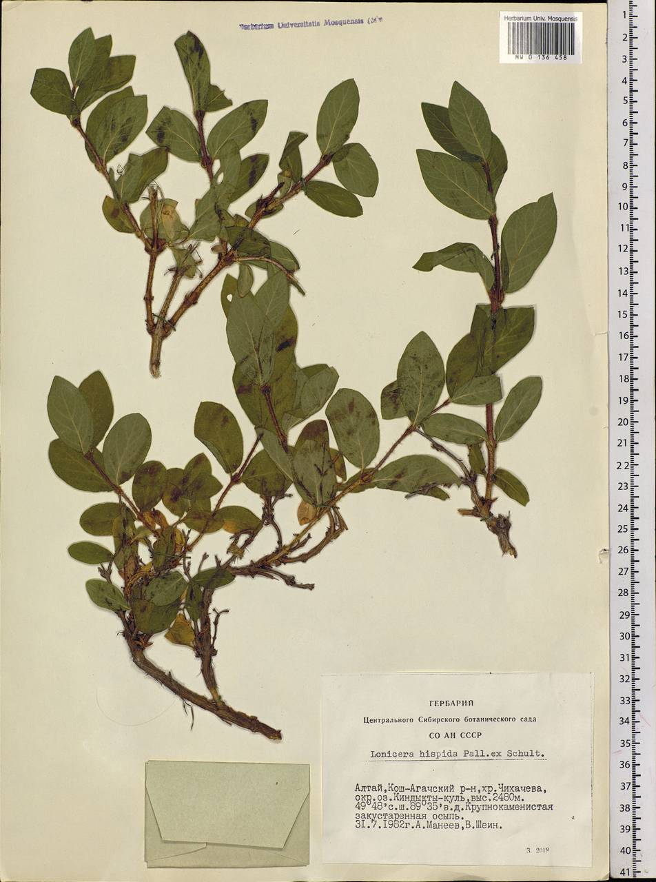 Lonicera hispida Pall. ex Roem. & Schult., Siberia, Altai & Sayany Mountains (S2) (Russia)