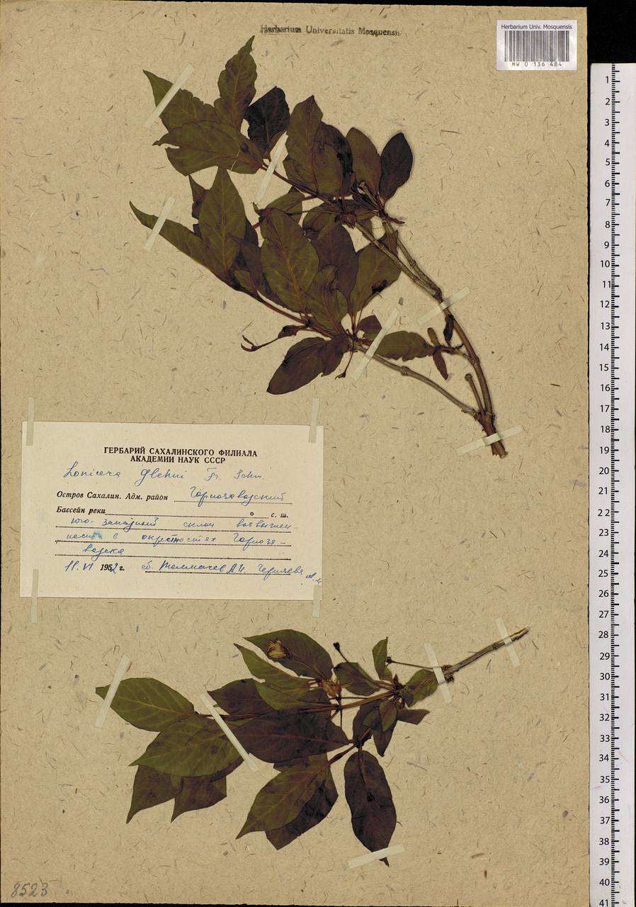 Lonicera alpigena var. glehnii (F. Schmidt) Nakai, Siberia, Russian Far East (S6) (Russia)