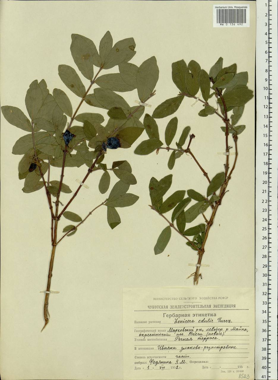 Lonicera caerulea subsp. caerulea, Siberia, Chukotka & Kamchatka (S7) (Russia)