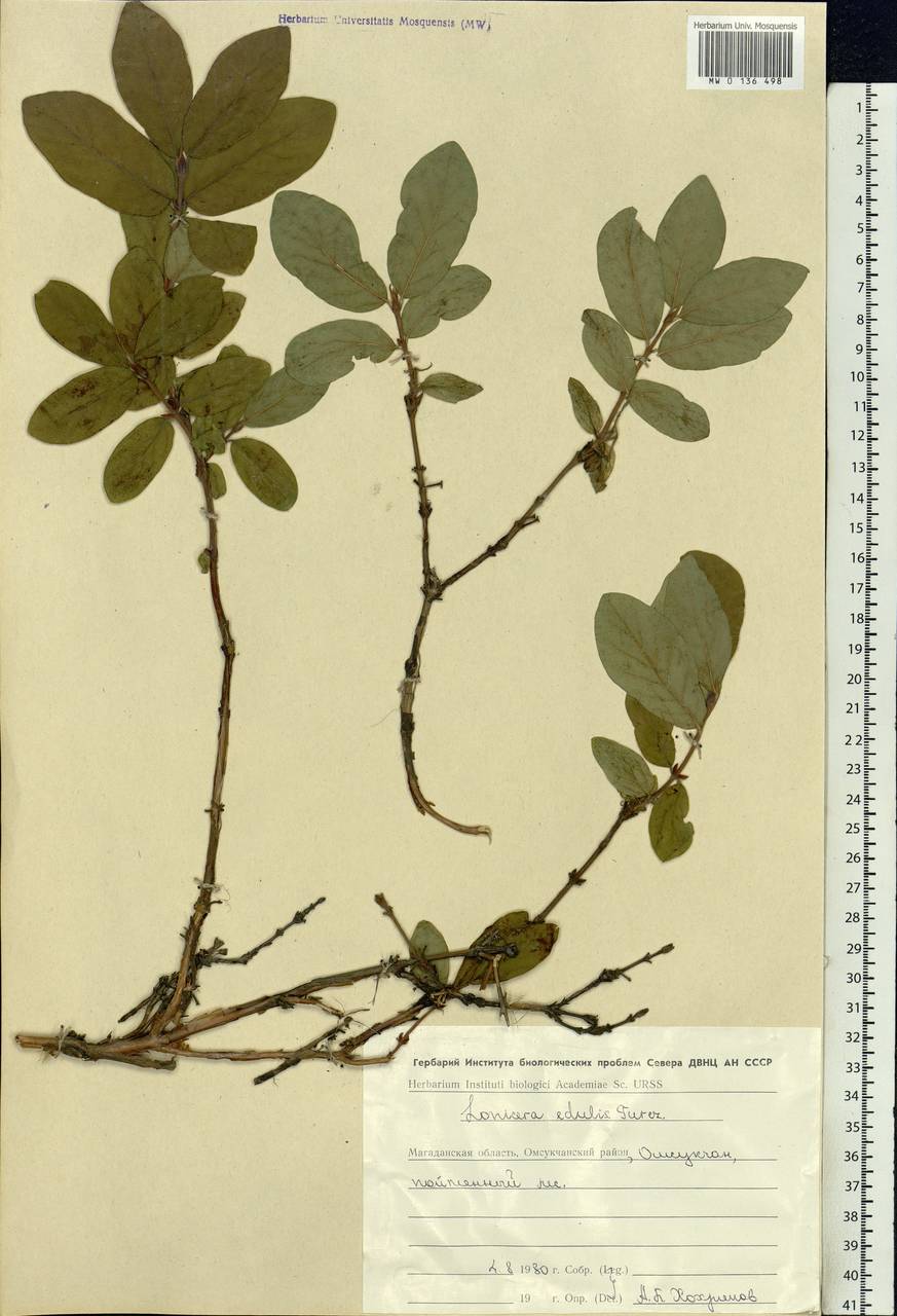 Lonicera caerulea subsp. caerulea, Siberia, Chukotka & Kamchatka (S7) (Russia)