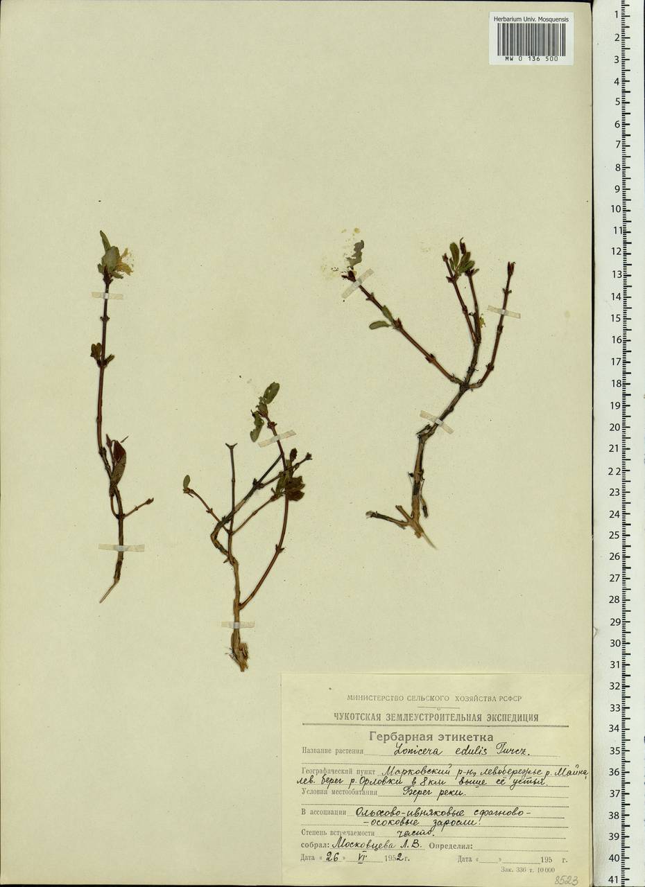 Lonicera caerulea subsp. caerulea, Siberia, Chukotka & Kamchatka (S7) (Russia)