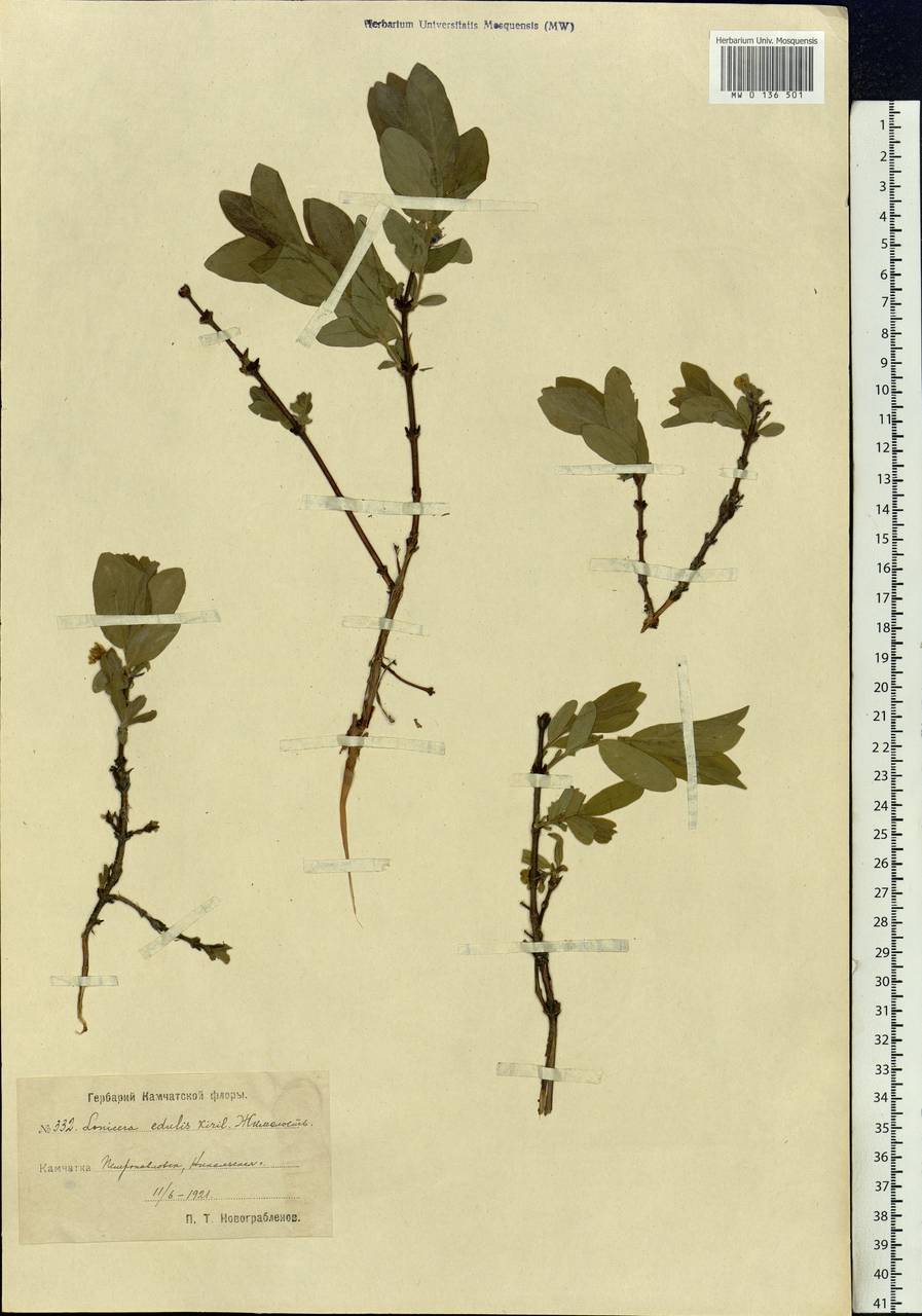 Lonicera caerulea subsp. caerulea, Siberia, Chukotka & Kamchatka (S7) (Russia)