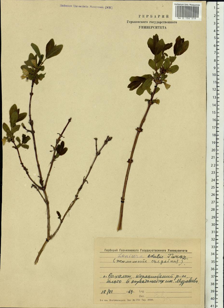 Lonicera caerulea subsp. caerulea, Siberia, Russian Far East (S6) (Russia)