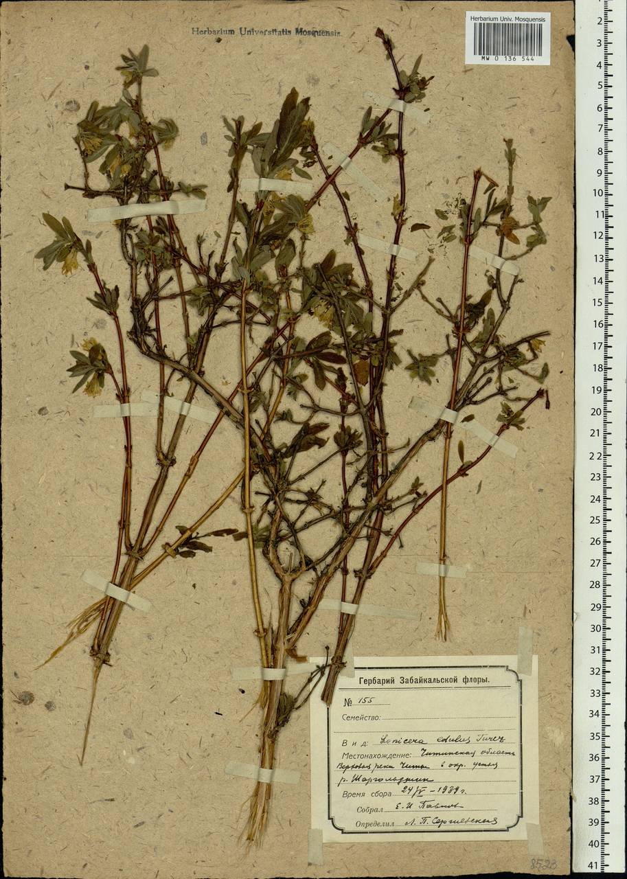 Lonicera caerulea subsp. caerulea, Siberia, Baikal & Transbaikal region (S4) (Russia)