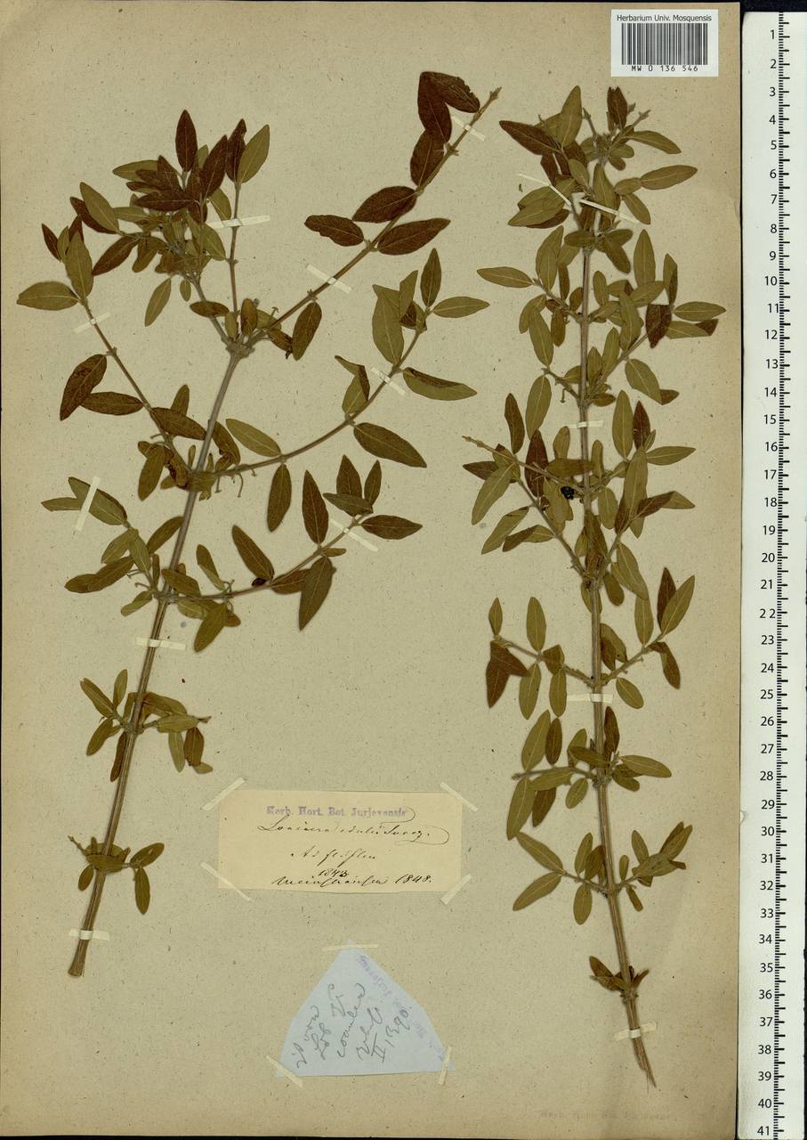 Lonicera caerulea subsp. caerulea, Siberia (no precise locality) (S0) (Russia)