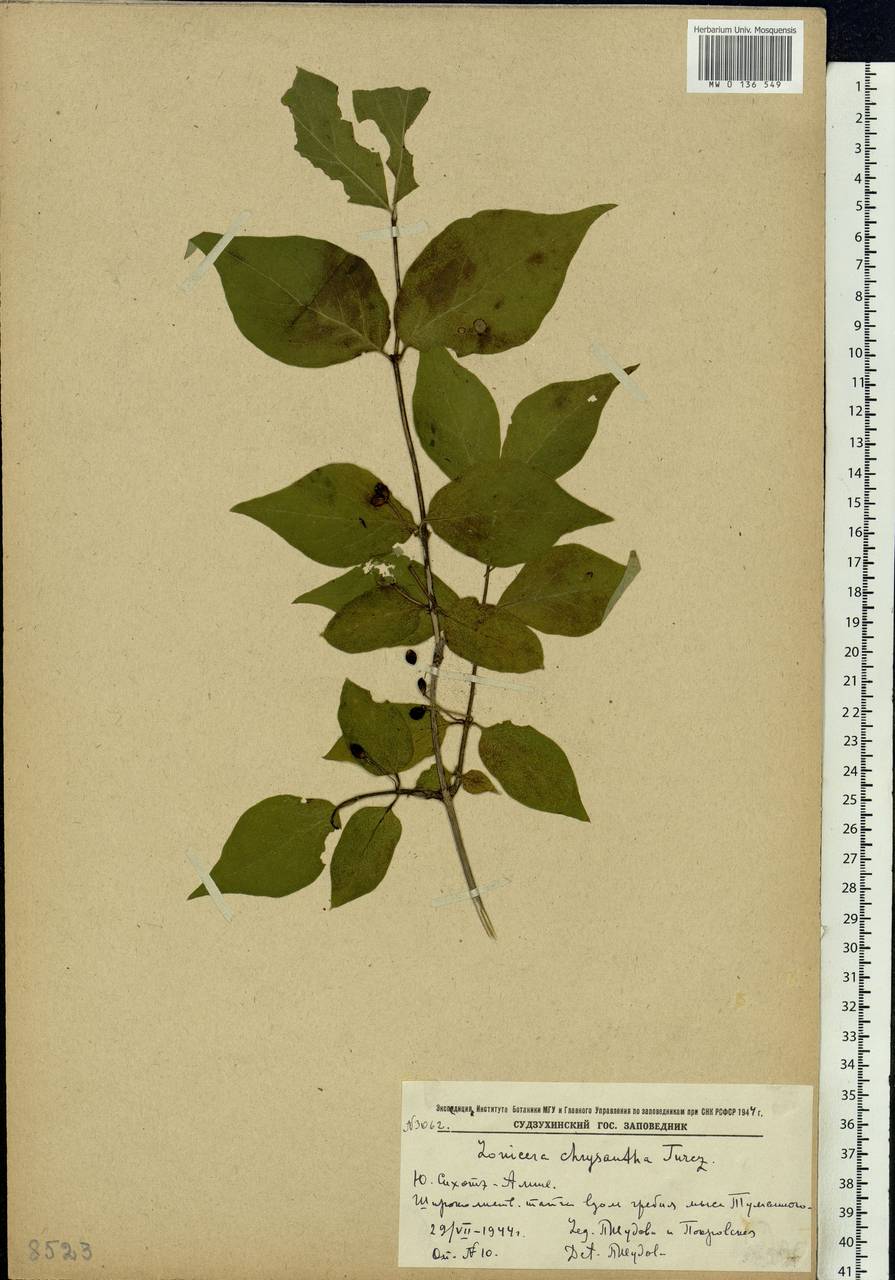 Lonicera chrysantha Turcz., Siberia, Russian Far East (S6) (Russia)