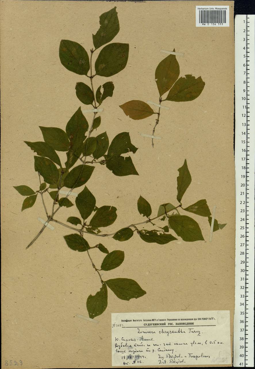 Lonicera chrysantha Turcz., Siberia, Russian Far East (S6) (Russia)