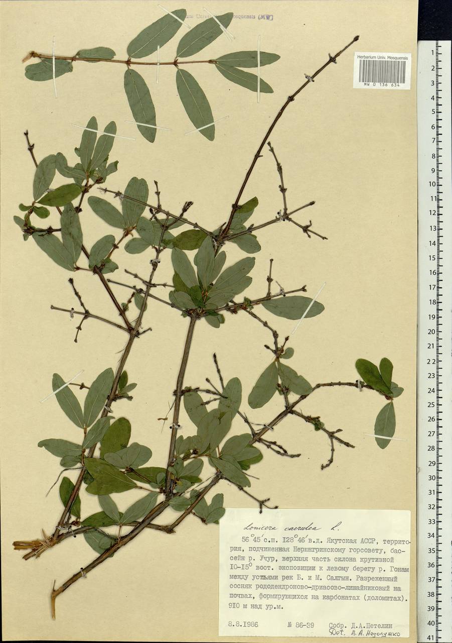 Lonicera caerulea, Siberia, Yakutia (S5) (Russia)