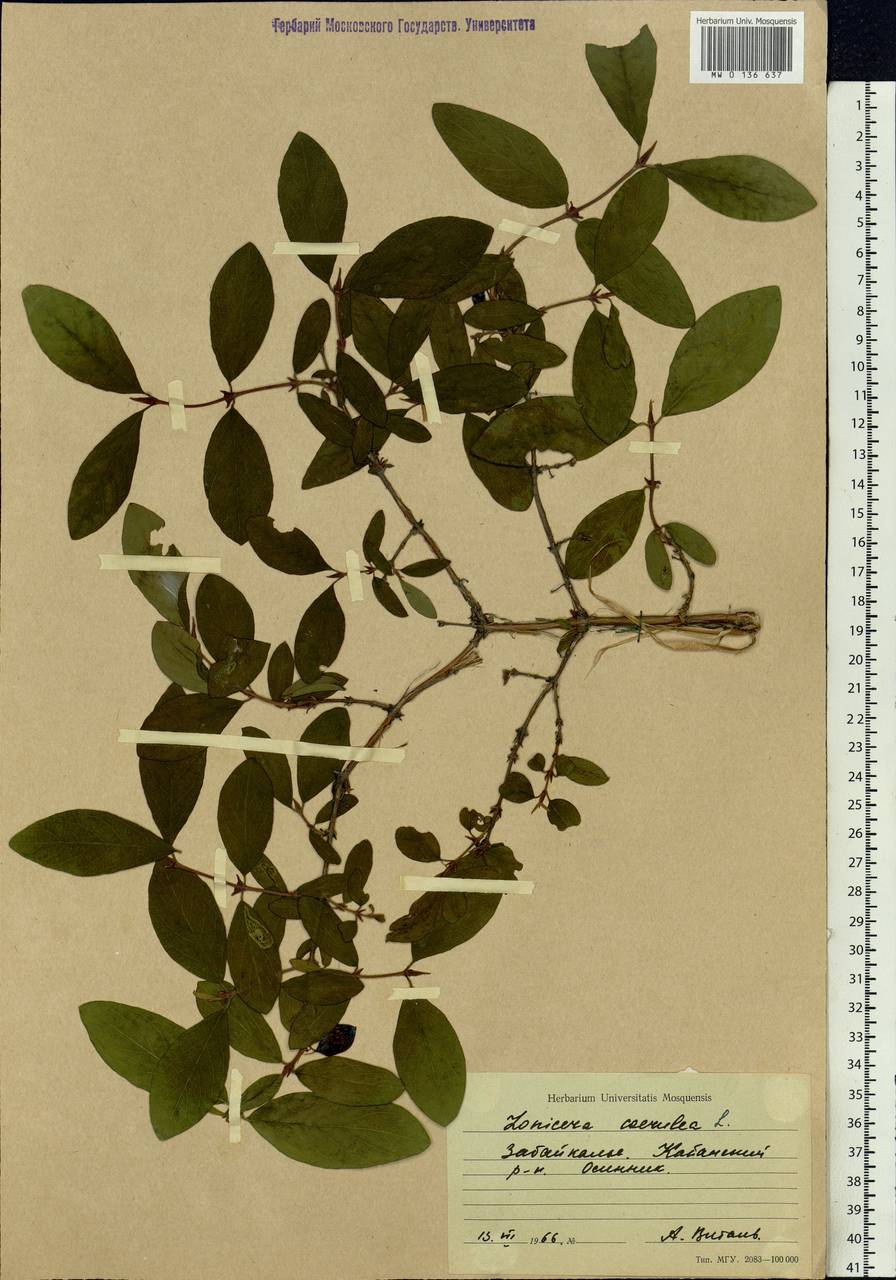 Lonicera caerulea, Siberia, Baikal & Transbaikal region (S4) (Russia)