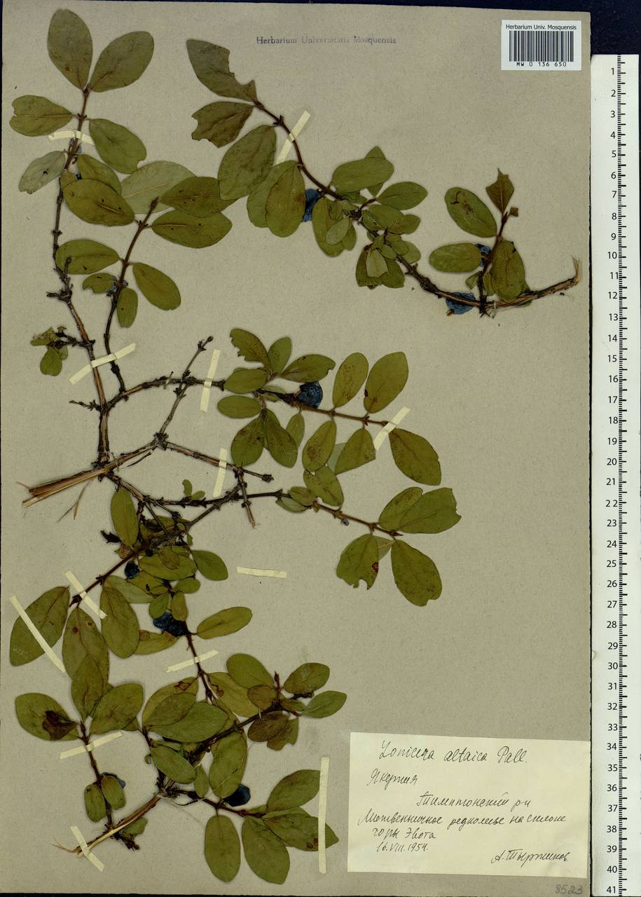 Lonicera caerulea subsp. altaica (Pall.) Gladkova, Siberia, Yakutia (S5) (Russia)