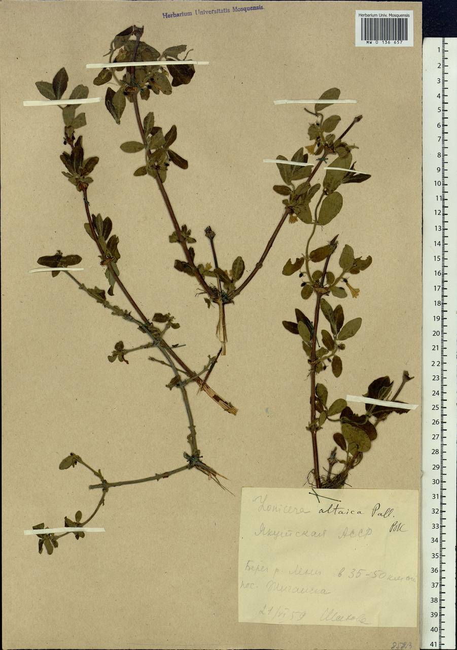 Lonicera caerulea subsp. altaica (Pall.) Gladkova, Siberia, Yakutia (S5) (Russia)