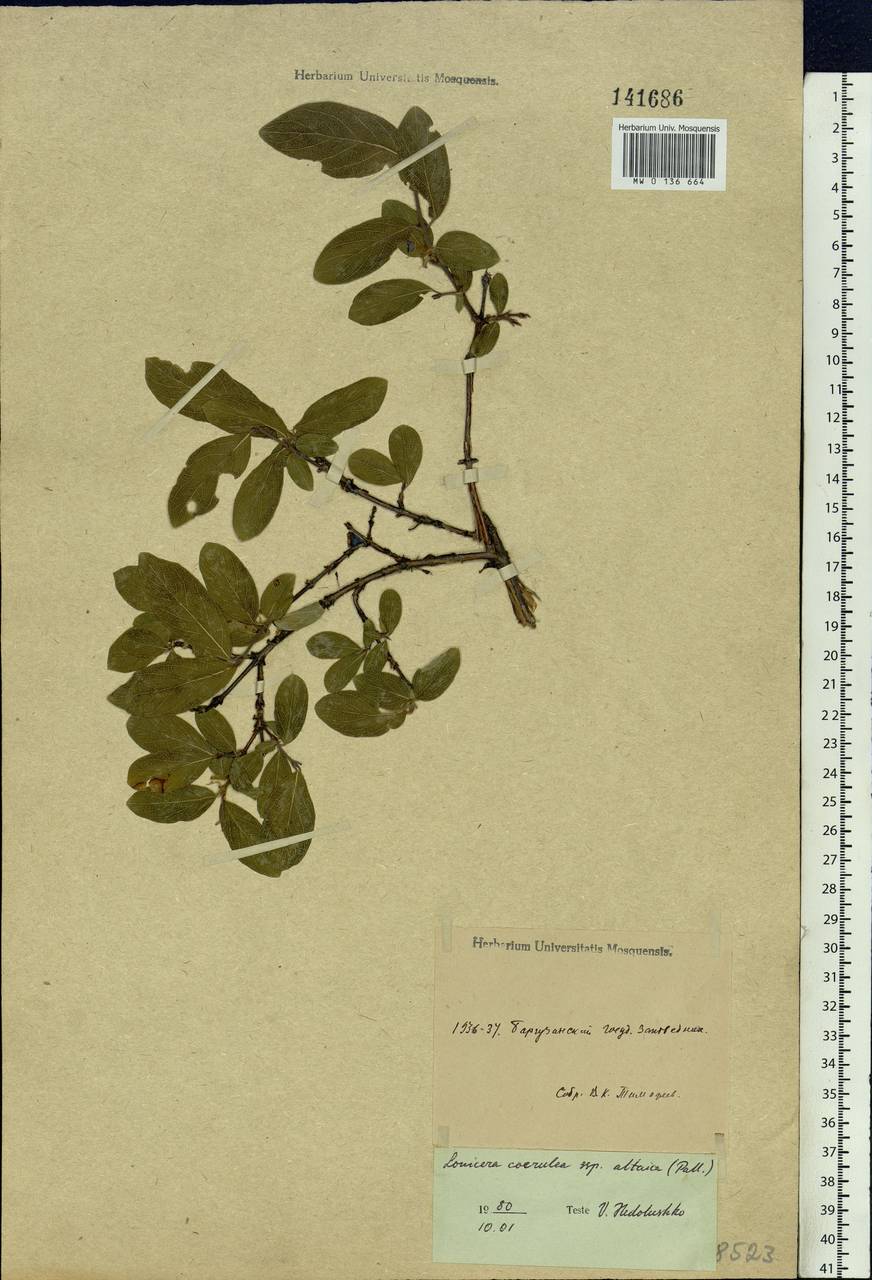 Lonicera caerulea subsp. altaica (Pall.) Gladkova, Siberia, Baikal & Transbaikal region (S4) (Russia)