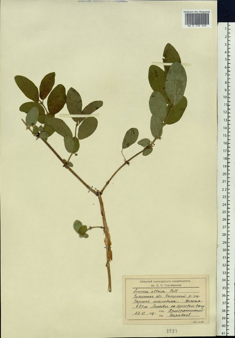 Lonicera caerulea subsp. altaica (Pall.) Gladkova, Siberia, Baikal & Transbaikal region (S4) (Russia)