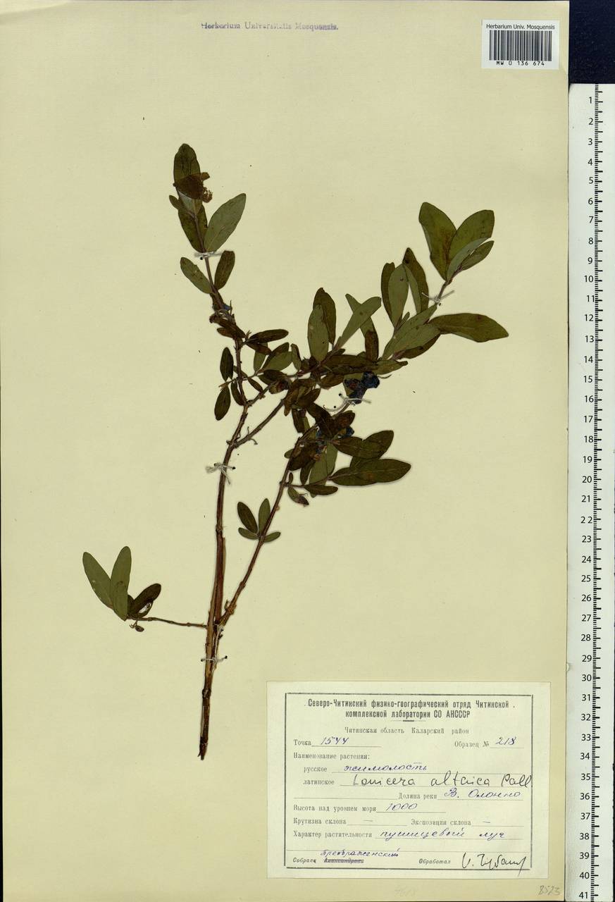 Lonicera caerulea subsp. altaica (Pall.) Gladkova, Siberia, Baikal & Transbaikal region (S4) (Russia)