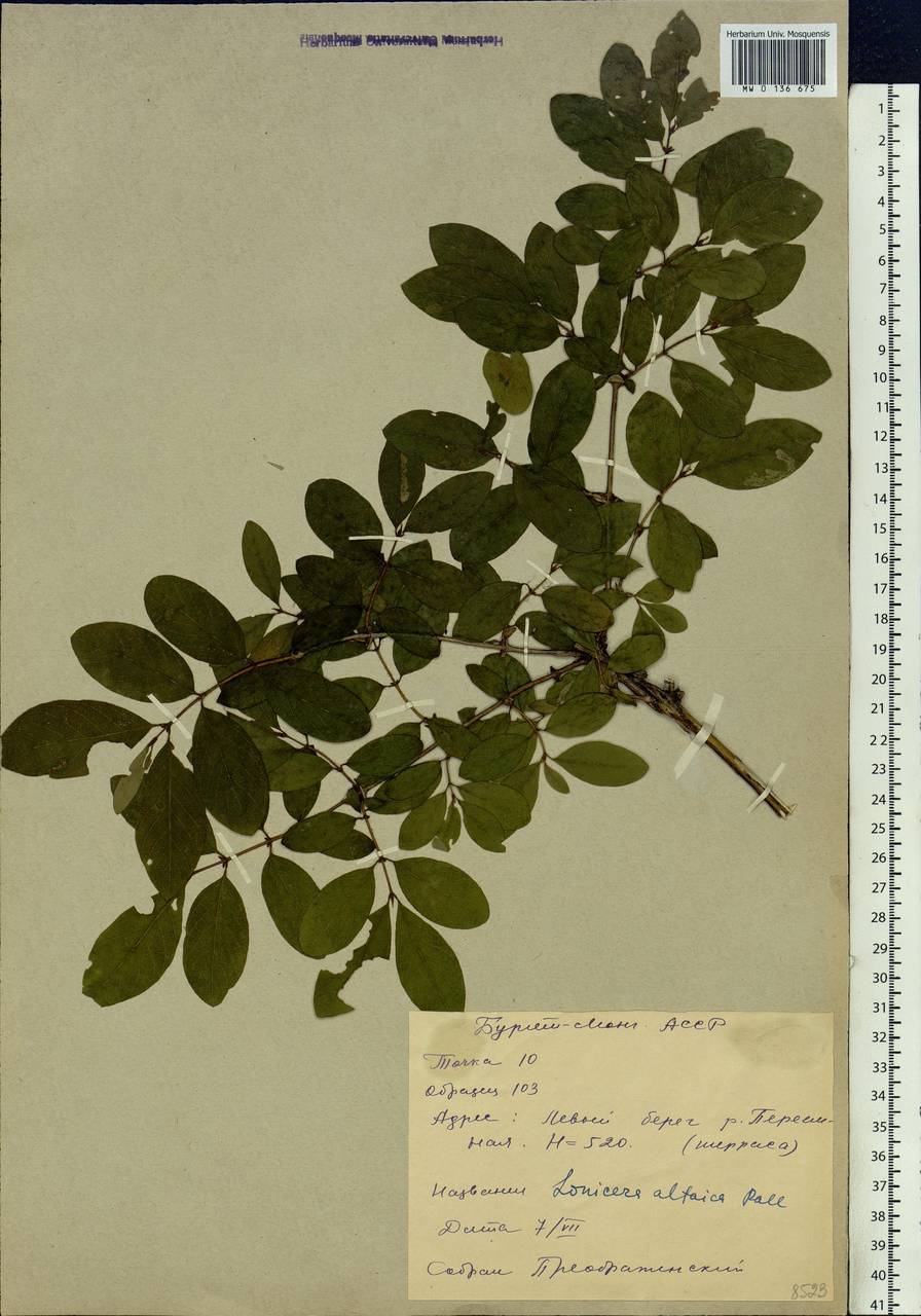 Lonicera caerulea subsp. altaica (Pall.) Gladkova, Siberia, Baikal & Transbaikal region (S4) (Russia)