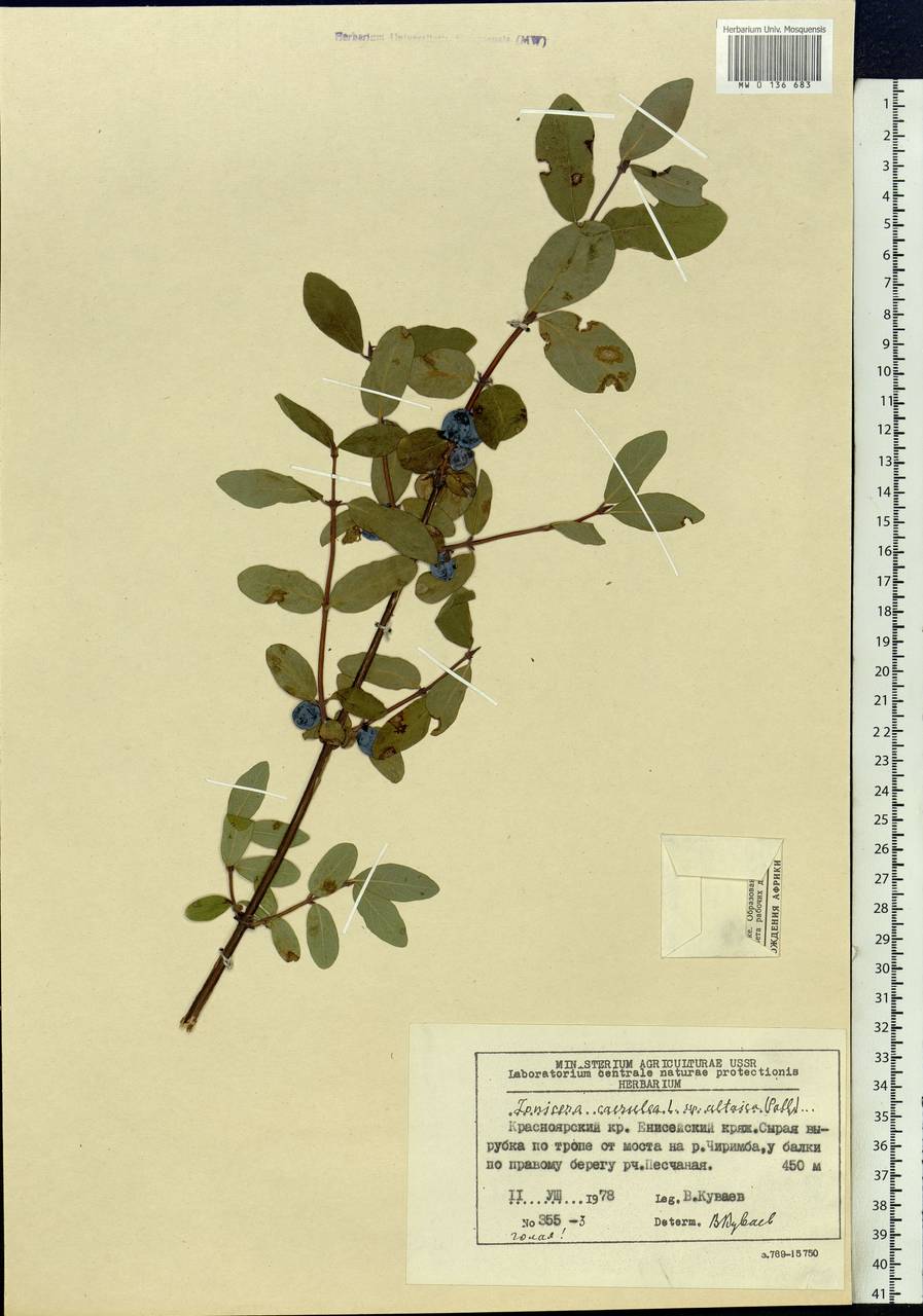 Lonicera caerulea subsp. altaica (Pall.) Gladkova, Siberia, Central Siberia (S3) (Russia)