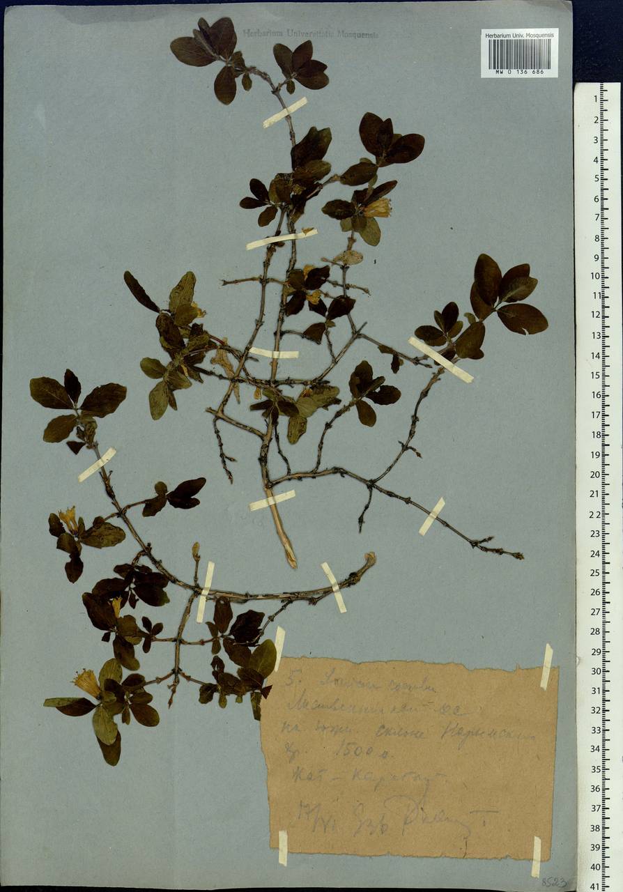 Lonicera caerulea subsp. altaica (Pall.) Gladkova, Siberia, Western (Kazakhstan) Altai Mountains (S2a) (Kazakhstan)