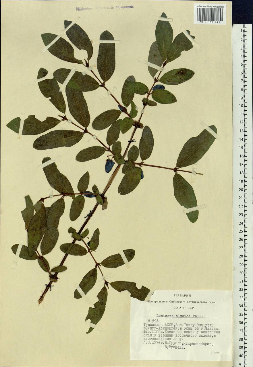 Lonicera caerulea subsp. altaica (Pall.) Gladkova, Siberia, Altai & Sayany Mountains (S2) (Russia)