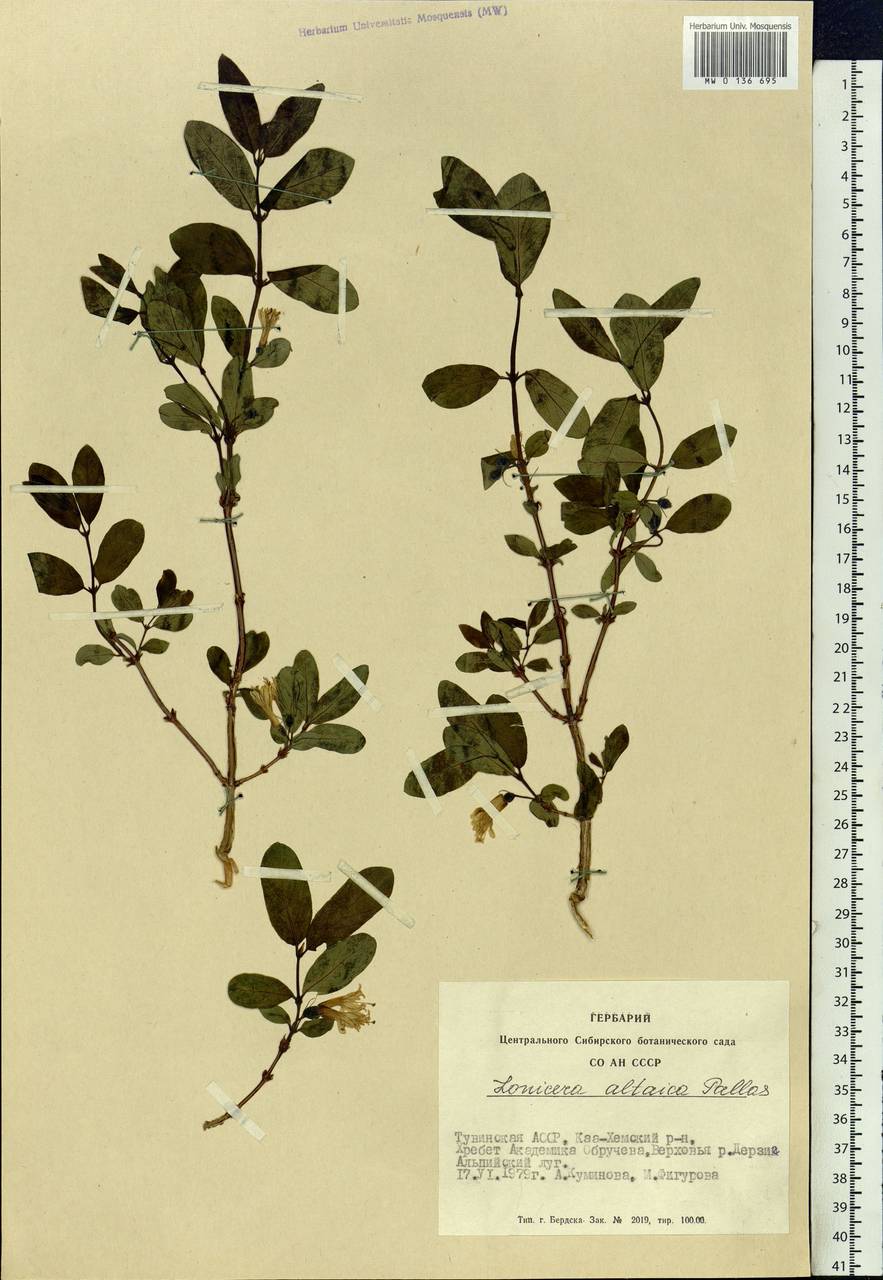 Lonicera caerulea subsp. altaica (Pall.) Gladkova, Siberia, Altai & Sayany Mountains (S2) (Russia)